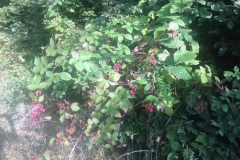 Slotrail100_2015-19